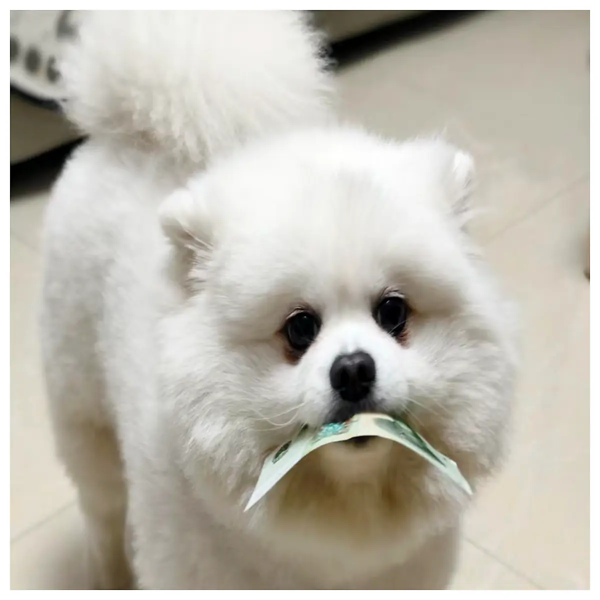cute small dog statue resin figurine home decor garden ornament pet lover gift